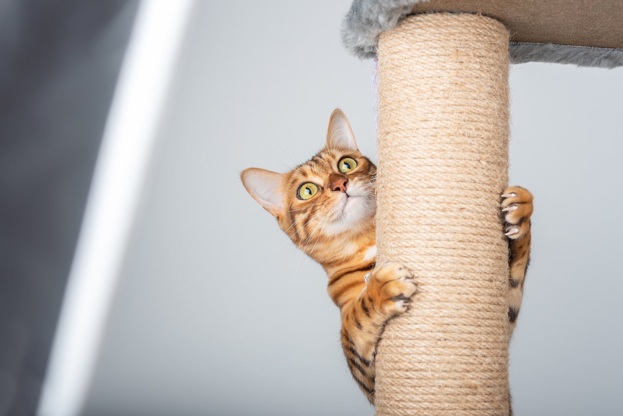 A Domestic Cat Climbs up a Cat Pole.